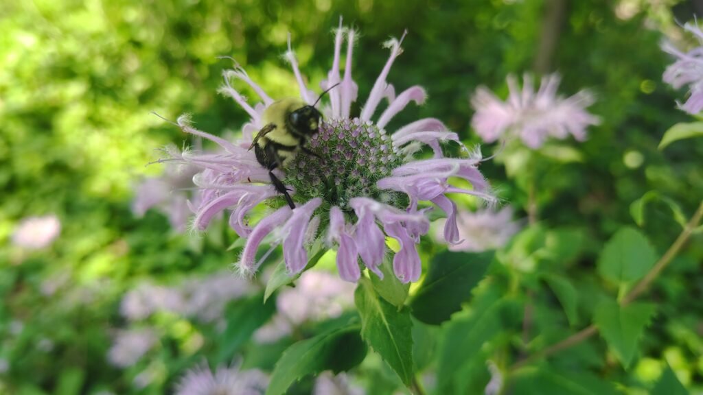 Native Bee on a Wild Bergamot Flower in a Kansas City Yard