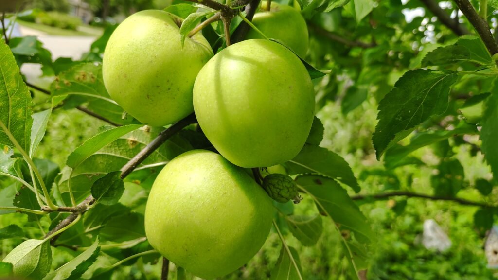 Cluster of Apples on a tree in Kansas City, Missouri